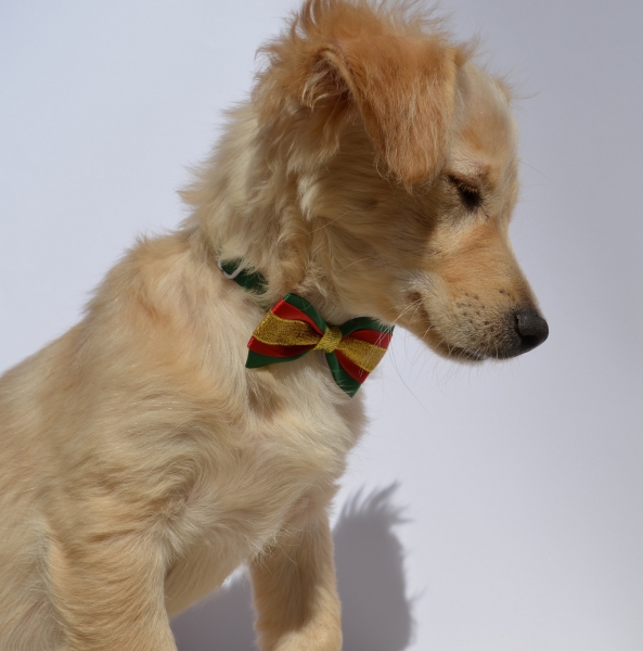 Hundeschleife Weihnacht, Hundehalsband, rot-grün-Goldband